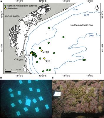 Bioconstruction and Bioerosion in the Northern Adriatic Coralligenous Reefs Quantified by X-Ray Computed Tomography